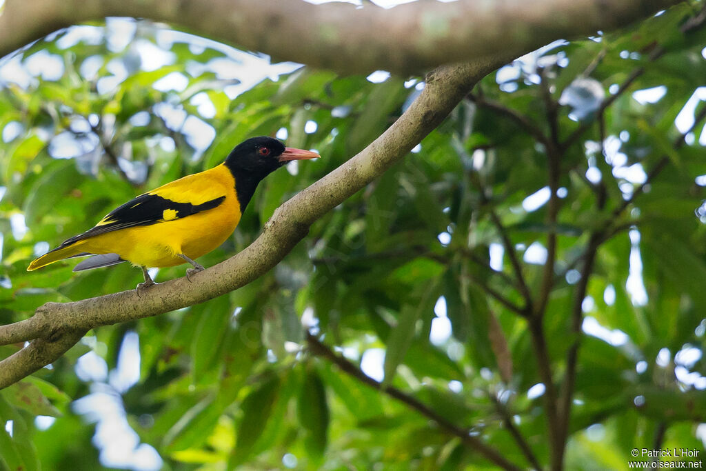 Black-hooded Oriole