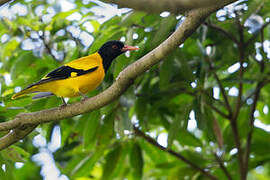 Black-hooded Oriole