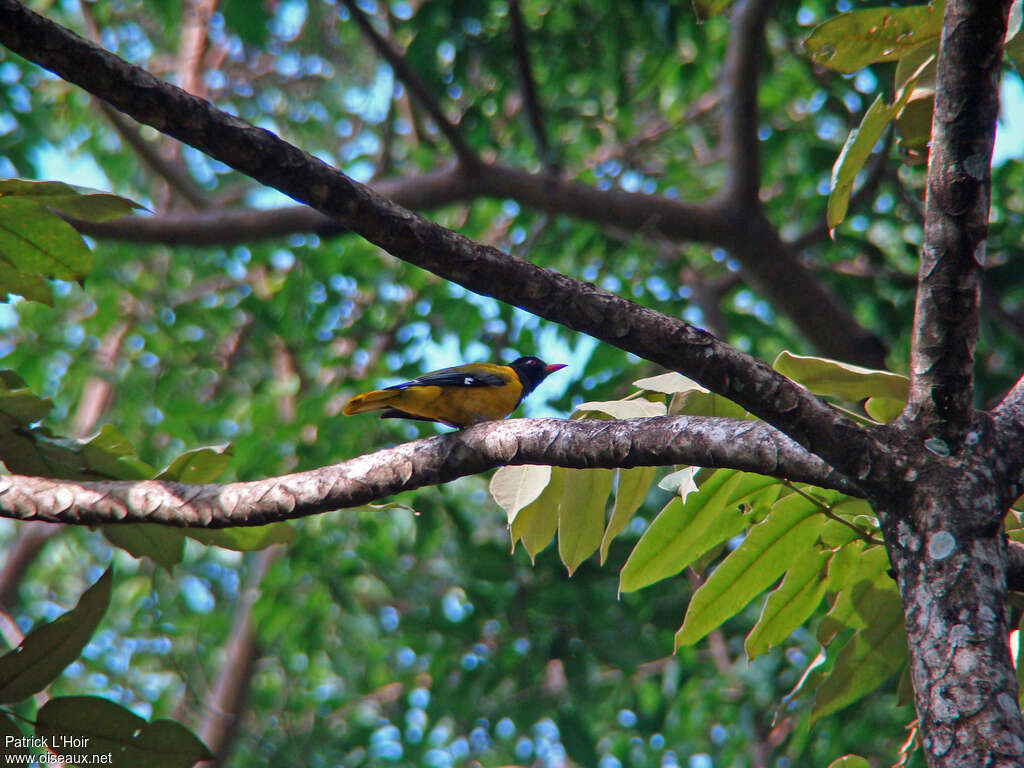 Western Oriole