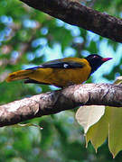 Western Oriole