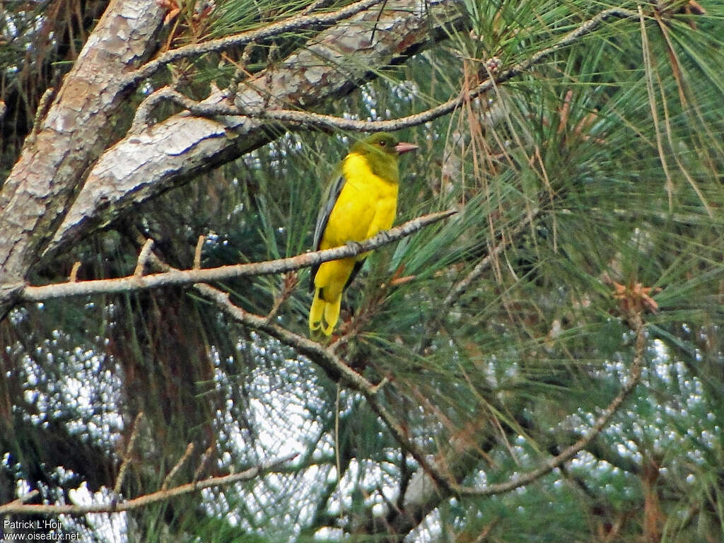 Loriot à tête verteadulte, habitat, pigmentation