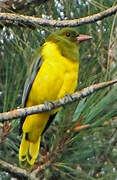 Green-headed Oriole