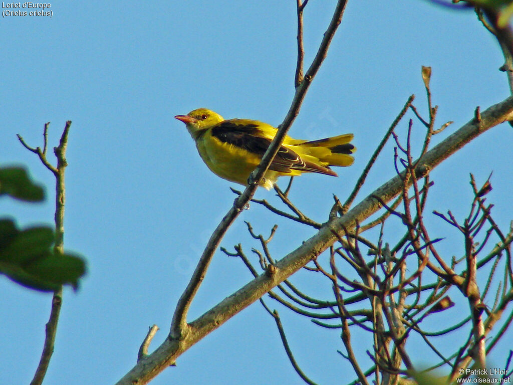 Eurasian Golden Oriole