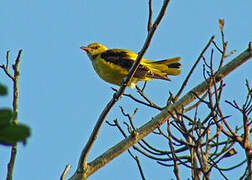 Eurasian Golden Oriole