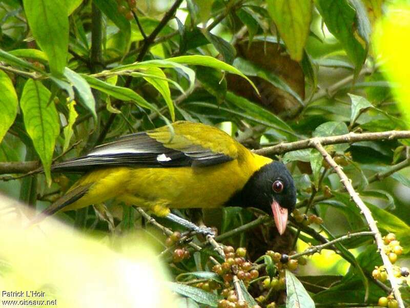 Mountain Oriole male adult, feeding habits