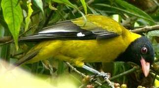 Mountain Oriole