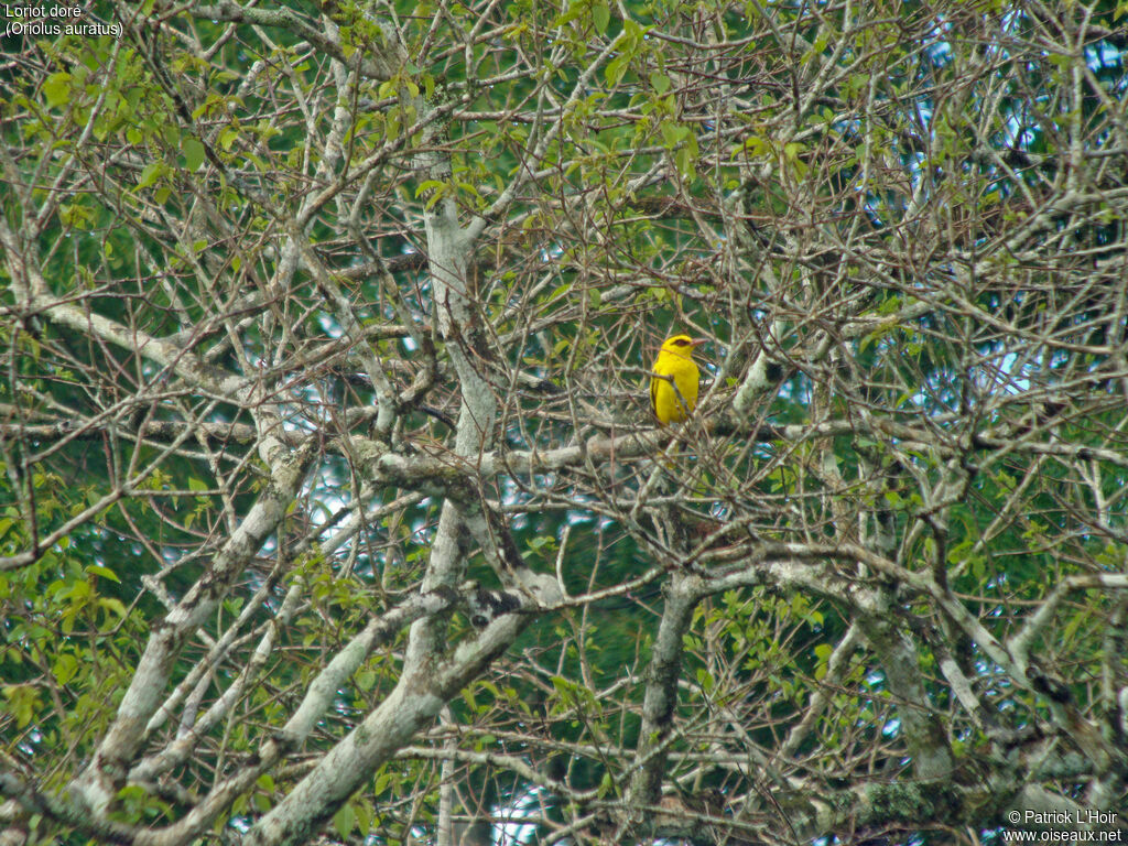 African Golden Oriole