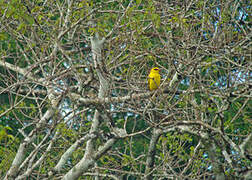 African Golden Oriole