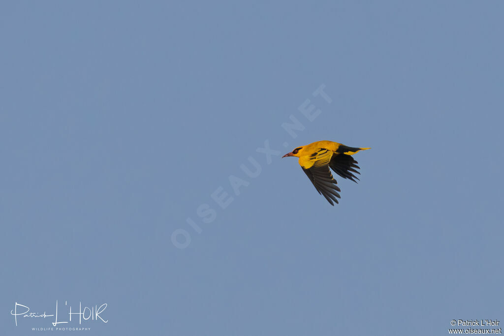 African Golden Oriole