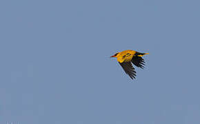 African Golden Oriole