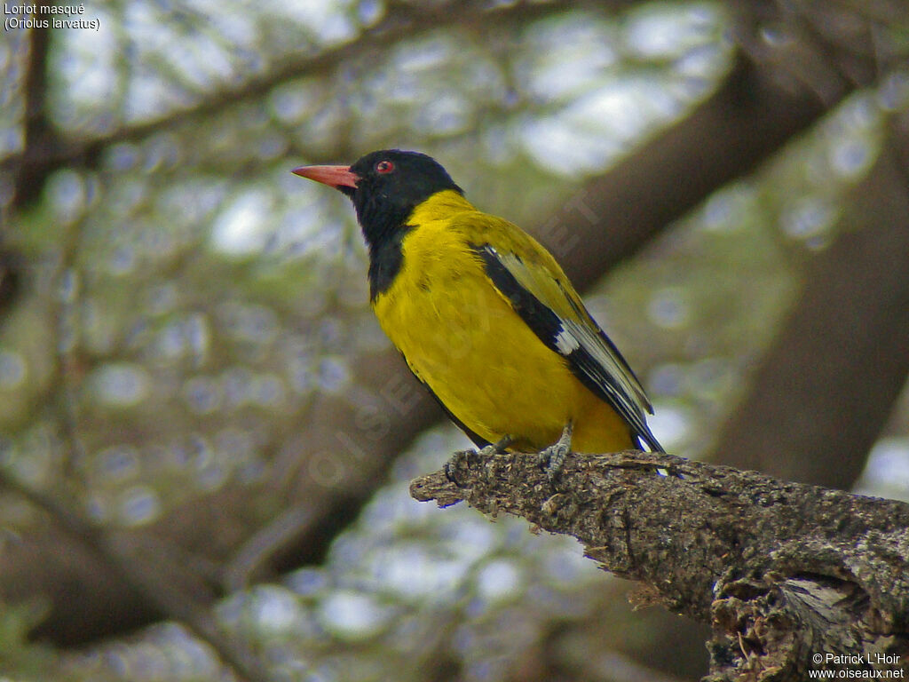 Black-headed Oriole