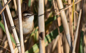 Moustached Warbler