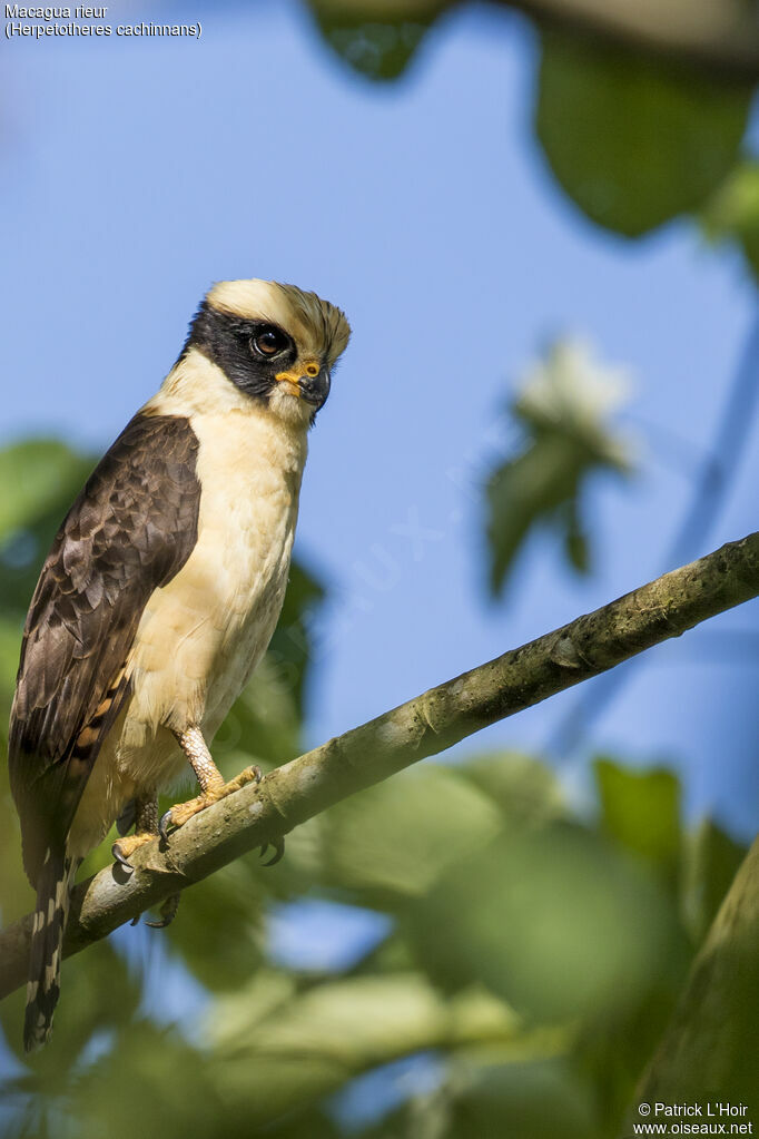 Laughing Falcon