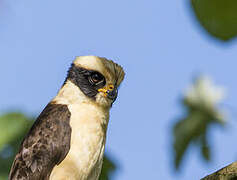 Laughing Falcon