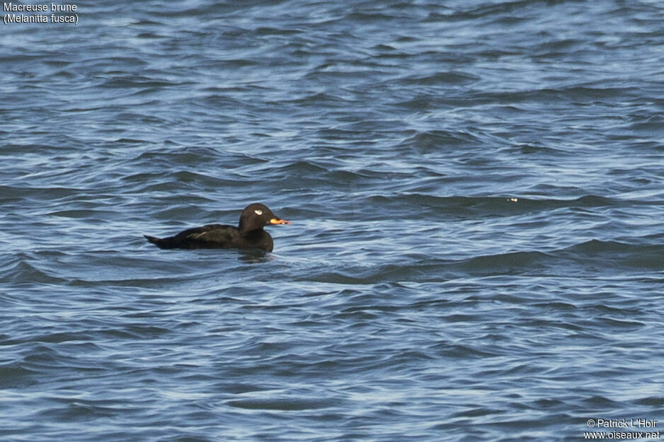 Velvet Scoter