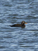 Velvet Scoter