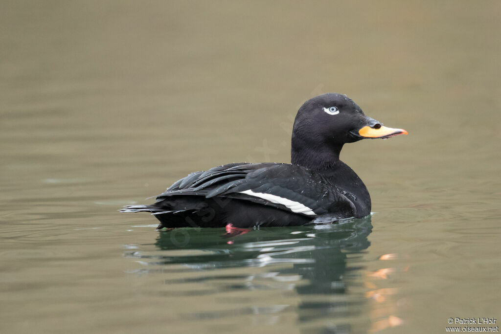 Velvet Scoter male adult, close-up portrait