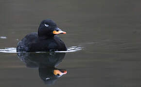 Velvet Scoter