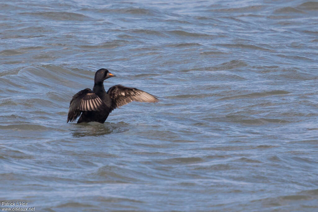 Common Scoter male adult post breeding, aspect, swimming, Behaviour