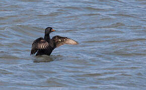 Common Scoter