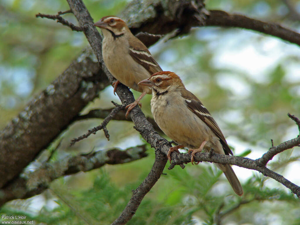 Chestnut-crowned Sparrow-Weaveradult, identification