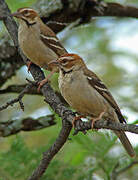 Chestnut-crowned Sparrow-Weaver