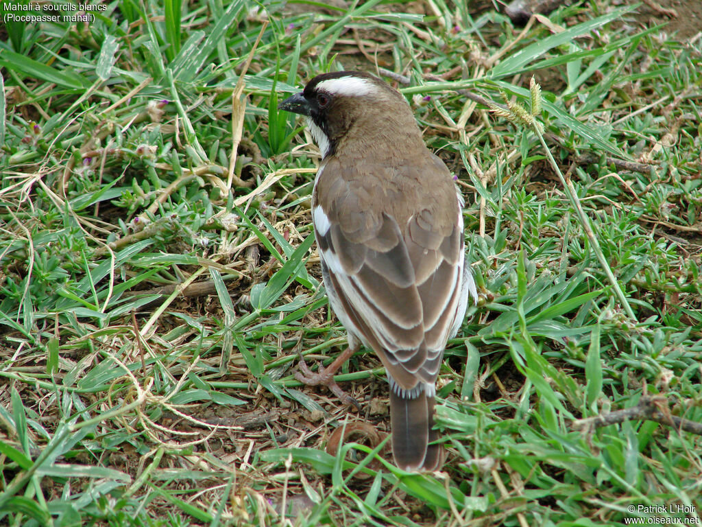 White-browed Sparrow-Weaver