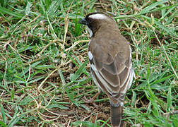 White-browed Sparrow-Weaver