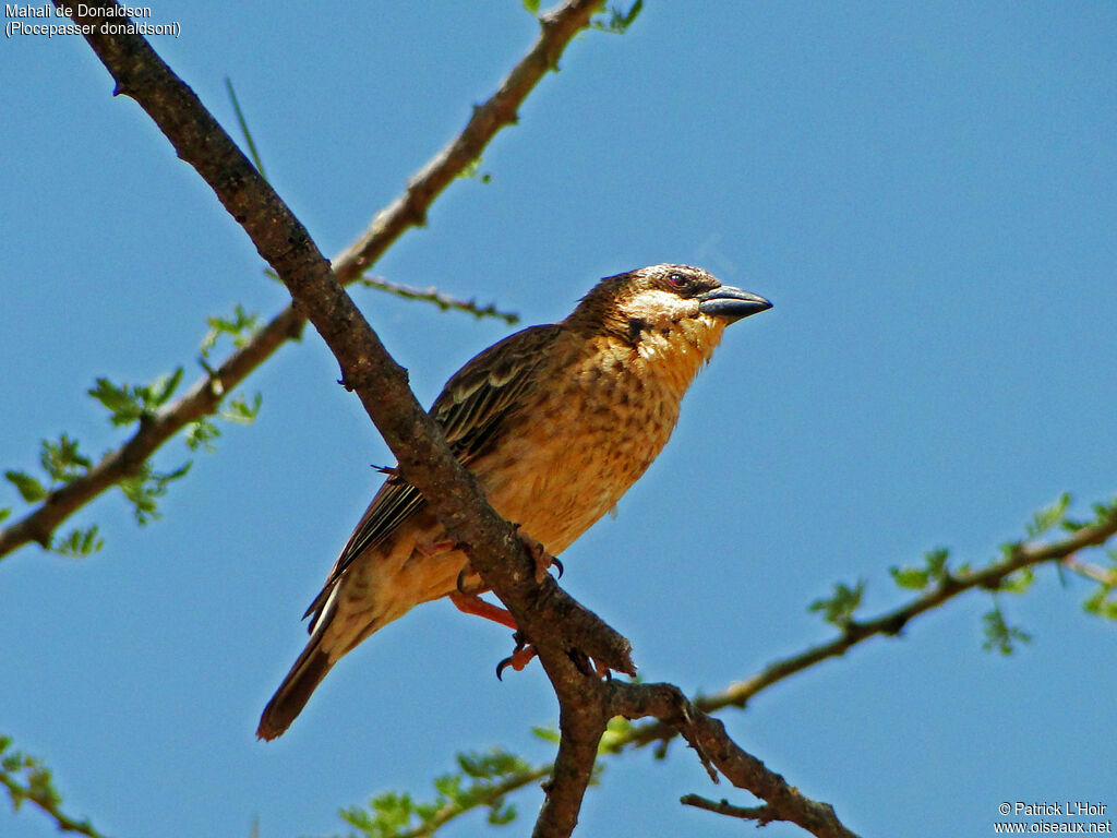 Donaldson Smith's Sparrow-Weaver