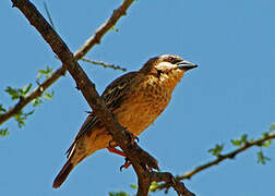 Donaldson Smith's Sparrow-Weaver