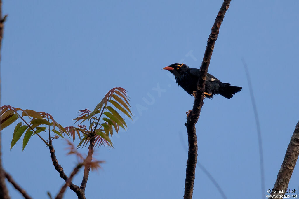 Southern Hill Myna