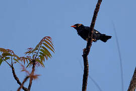 Southern Hill Myna