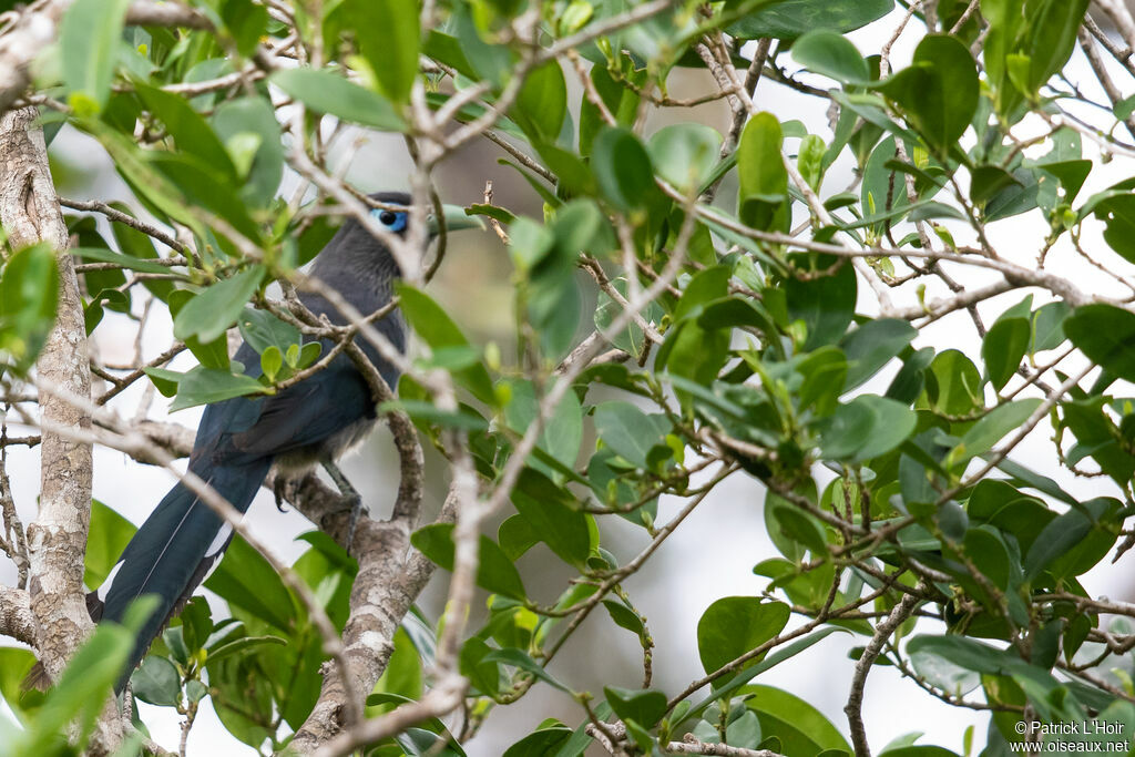 Blue-faced Malkoha