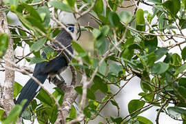 Blue-faced Malkoha