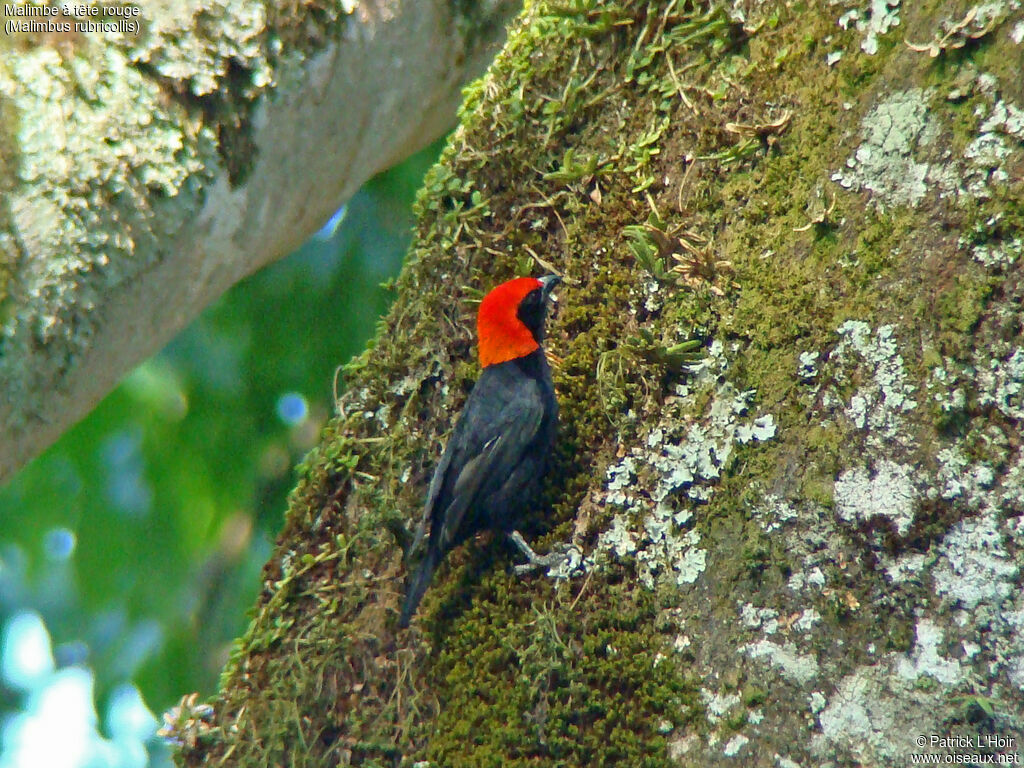 Malimbe à tête rouge