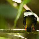 Manakin à col blanc