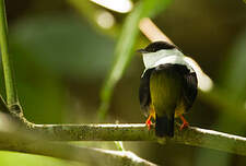 Manakin à col blanc