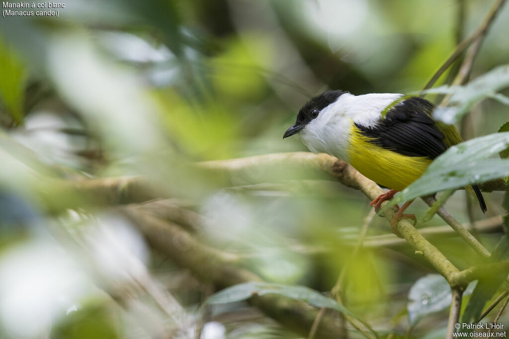 Manakin à col blanc