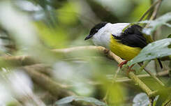 Manakin à col blanc