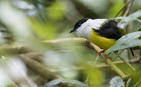 White-collared Manakin