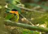 Manakin à col orange