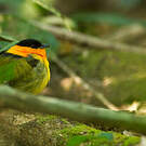 Manakin à col orange