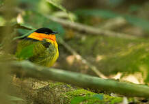 Manakin à col orange