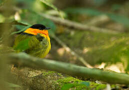 Manakin à col orange