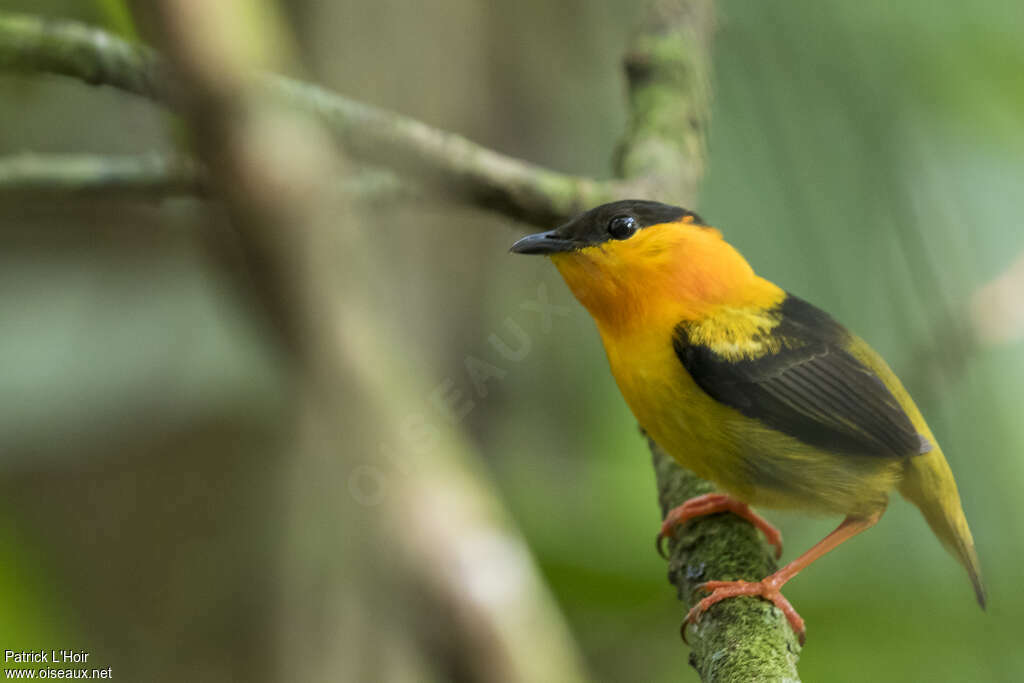 Orange-collared Manakin male adult