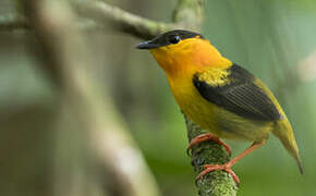 Orange-collared Manakin