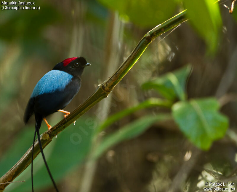Long-tailed Manakin male adult