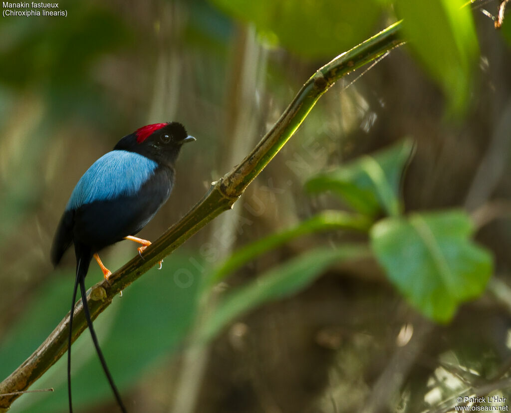 Long-tailed Manakin male adult