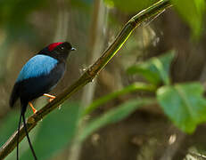 Long-tailed Manakin