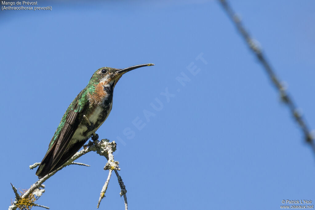 Green-breasted Mangojuvenile